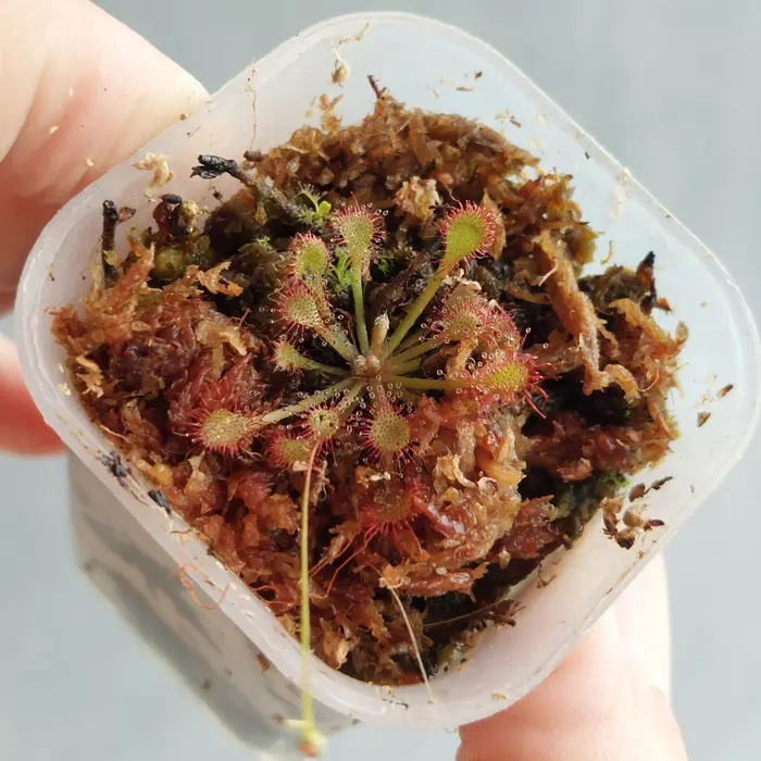 Gambar Tanaman Karnivora Pemakan Serangga Drosera Capillaris dari BotaniPreda Kota Surabaya 2 Tokopedia