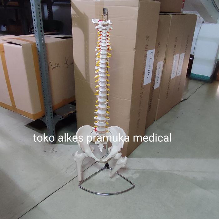 Gambar kerangka tulang belakang manusia dari toko pramuka medical Kota Administrasi Jakarta Pusat Tokopedia