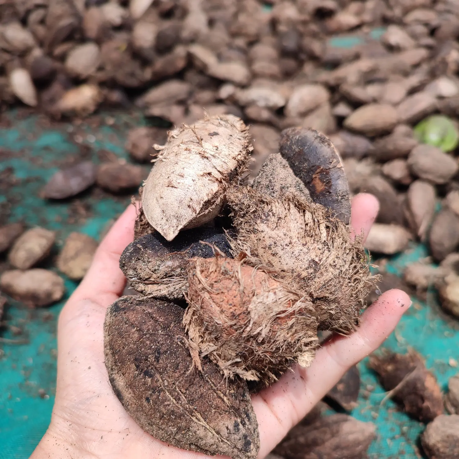 Buah Ketapang Kering 1Kg Untuk Pakan Burung