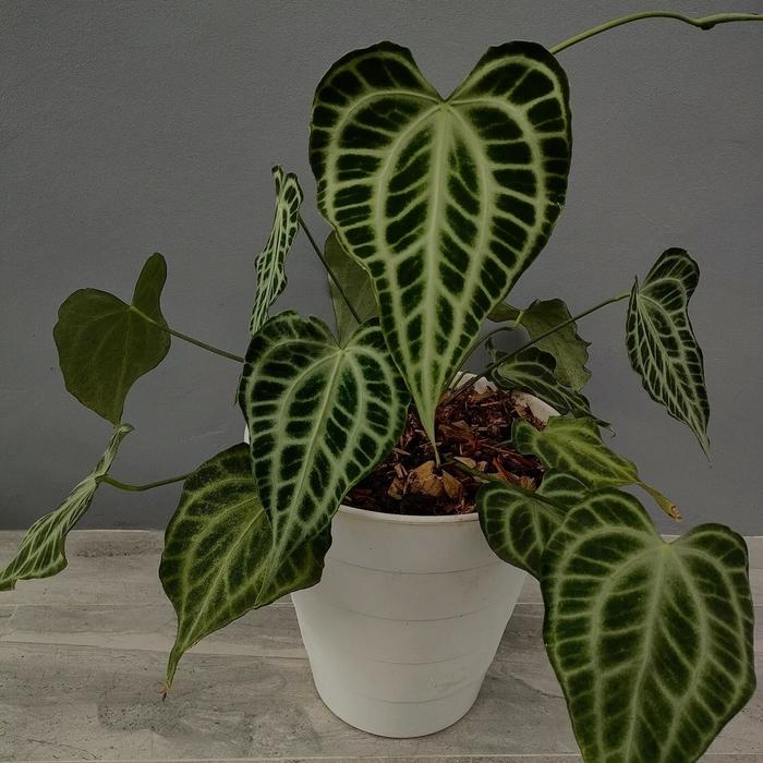 hybrid aglaonema Aglaonema 'Garnet Coltrane' 10"