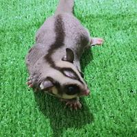 Gambar ALAS KANDANG RUMPUT aman untuk sugar glider hamster landak tupai tikus - 39x20cm dari charlotte bowtique Kota Administrasi Jakarta Barat 2 Tokopedia