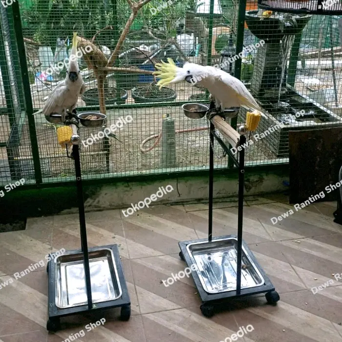 Tangkringan burung kk tua