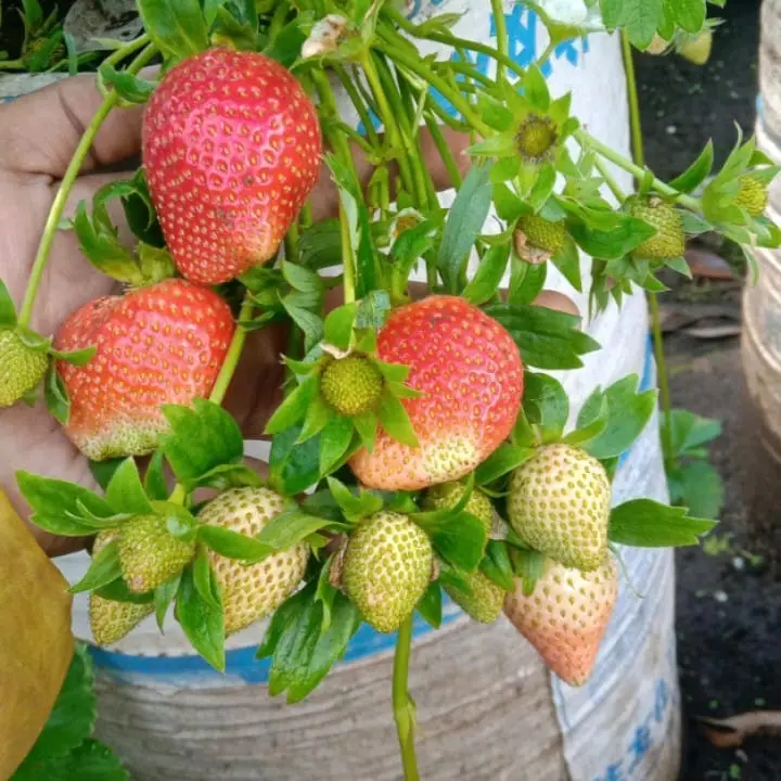 5 Bibit Strawberry Mencir Jumbo