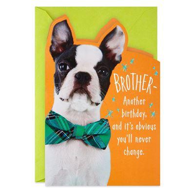 Gambar GREETING CARD- HALLMARK- KARTU UCAPAN-BIRTHDAY CARD- DOG WITH BOW TIE dari Hallmark Cards Indonesia Kota Administrasi Jakarta Utara Tokopedia