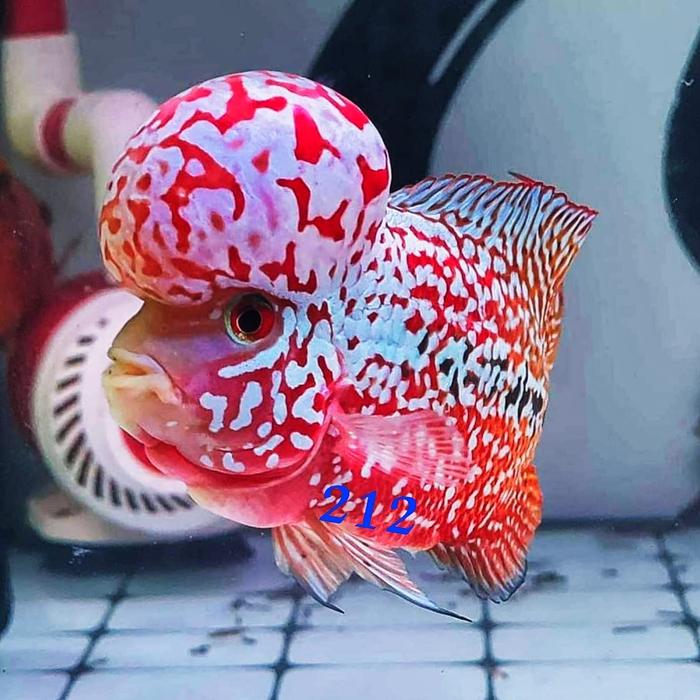 Gambar Bakul212° VIP Louhan Red King Kamfa F2 Viper Ori Thailand dari Bakullouhan Kab. Indramayu Tokopedia