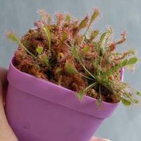 Gambar Tanaman Karnivora Pemakan Serangga Drosera Capillaris dari BotaniPreda Kota Surabaya 1 Tokopedia