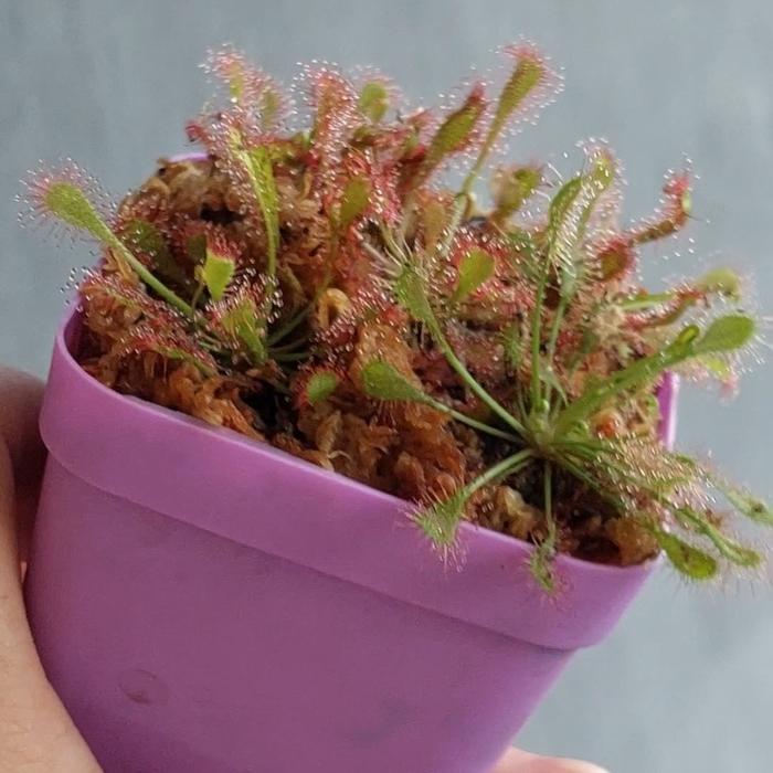 Gambar Tanaman Karnivora Pemakan Serangga Drosera Capillaris dari BotaniPreda Kota Surabaya Tokopedia