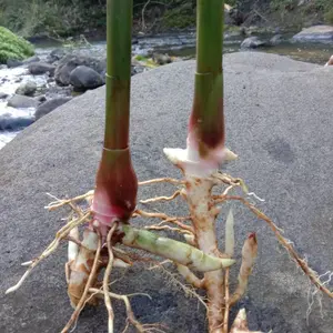 Bibit Kapulaga Hibrida dan Lokal Tinggi 30 cm - Harga per 10 Bibit Tanaman Kapulaga Siap Ditanam di Pot atau Kebun