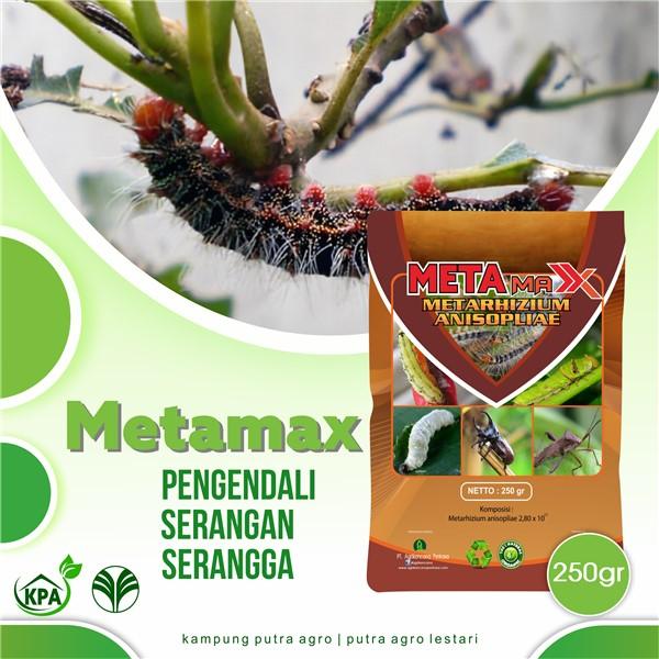 Gambar METARHIZIUM-Pestisida Organik-Pestisida Ramah Lingkungan- dari Putra Agro Lestari Kota Salatiga Tokopedia