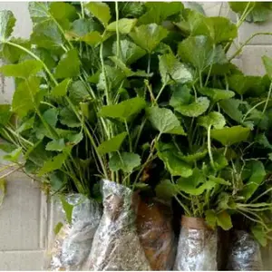 bibit pegagan / antanan sawah ukuran jumbo isi 2 bibit tanaman