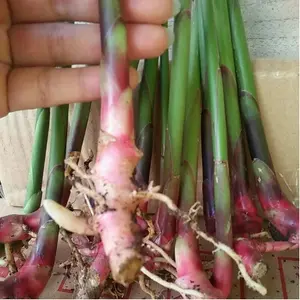 Bibit Kapulaga Hibrida dan Lokal Tinggi 20-30 cm  isi 5 bibit