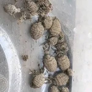 undur-undur darat hidup / undur-undur untuk penderita diabetes