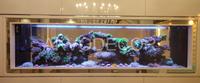 Gambar Aquarium air laut full set up 250 cm dari Akvodecor Kota Administrasi Jakarta Barat 1 Tokopedia
