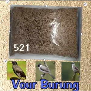 Vour Burung Jalak Kutilang Trucuk Kiloan 521