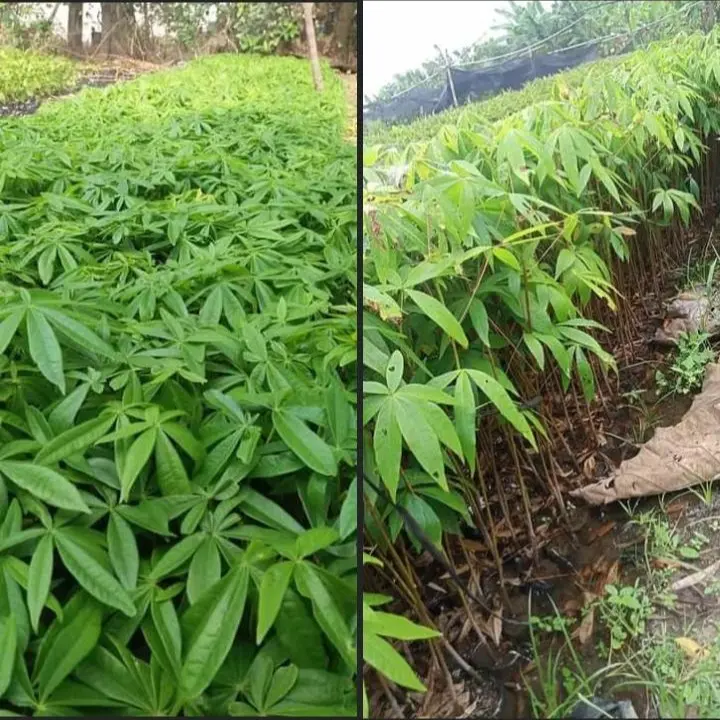 Bibit Randu Stek Kayu Randu Panjang 20-25 Cm Cocok Untuk Tanaman Pagar Obat Obatan Dan Pakan Hewan Daun Siap Ready 1