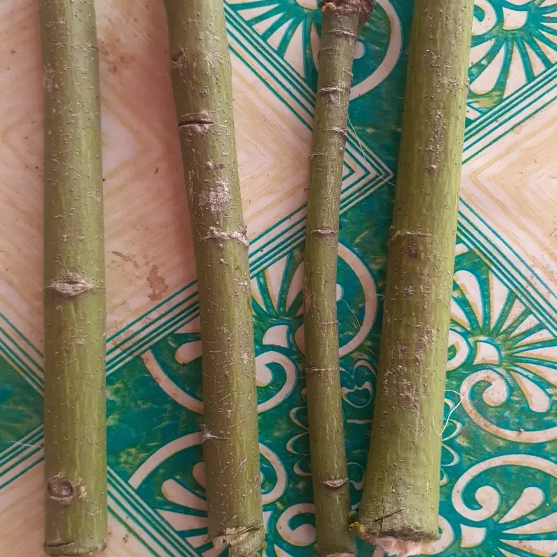 Bibit Randu Stek Kayu Randu Panjang 20-25 Cm Cocok Untuk Tanaman Pagar Obat Obatan Dan Pakan Hewan Daun Siap Ready 0