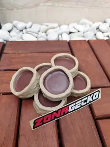 Waterdish / feeding dish reptile leopard gecko reptil wadah minum