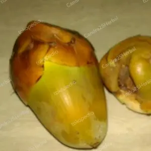 Buah kelapa kecil beluluk kelapa harga 1 buah redy  stok