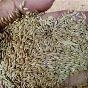 Benih Biji Rumput Gajah Mini Varigata 500 gram - benih rumput varigata