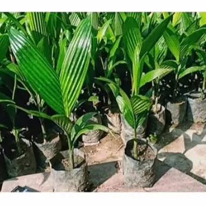 bibit pohon pinang / pohon jambe siap tanam