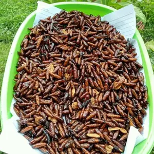 Entung Ungkrung Kepompong Pohon Jati Goreng Gurih