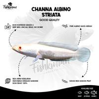 Gambar Ikan Channa Albino Striata GRADE A dari FISHKINIANSTORE Kota Tangerang Selatan 3 Tokopedia