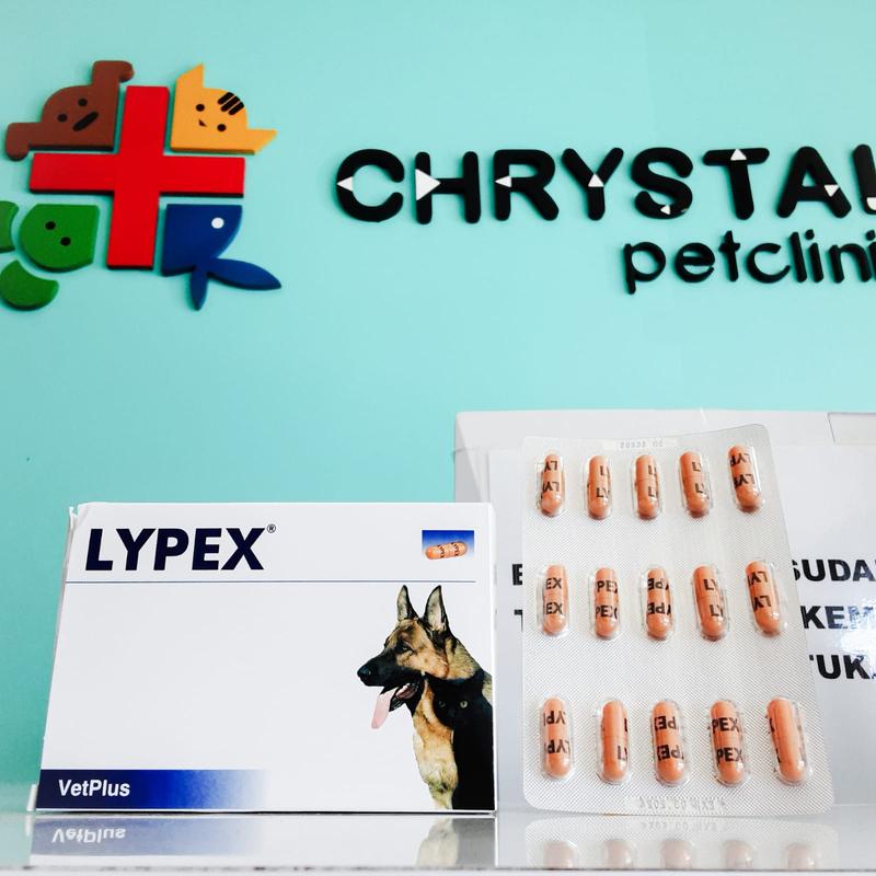 Lypex vetplus Per Kapsul - Shop | Tokopedia