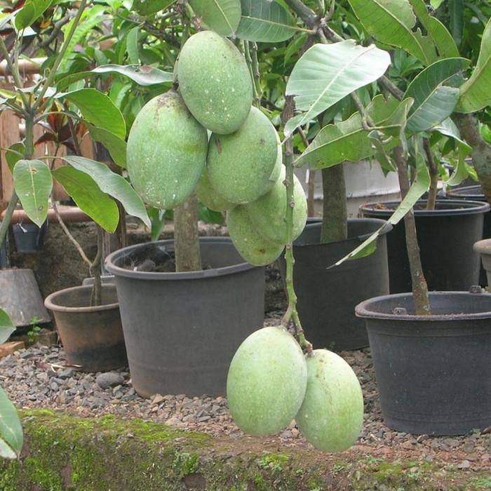 pupuk booster mangga pupuk buah melebatkan dan mempercepat 1