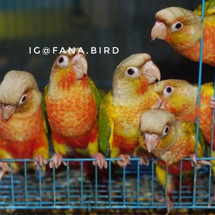 Gambar Pineapple Conure Parrot Ring fana bird dari Fana Bird Kota Administrasi Jakarta Utara Tokopedia