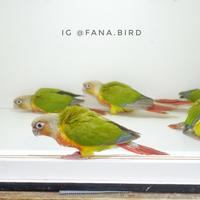 Gambar Pineapple Conure Parrot Ring fana bird dari Fana Bird Kota Administrasi Jakarta Utara 2 Tokopedia
