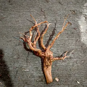 akar Rasamala ukuran m