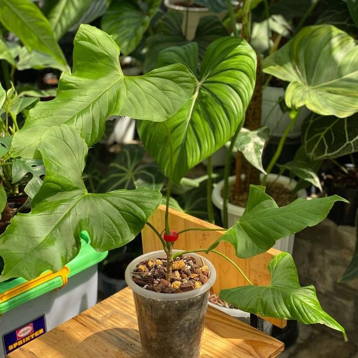 Jual Tanaman hias anthurium baloanum - anthurium baloanum size remaja -  Kab. Bogor - Flora Garden Store | Tokopedia