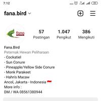 Gambar Pineapple Conure Parrot Ring fana bird dari Fana Bird Kota Administrasi Jakarta Utara 3 Tokopedia