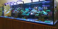 Gambar Aquarium air laut full set up 350 cm dari Akvodecor Kota Administrasi Jakarta Barat 2 Tokopedia