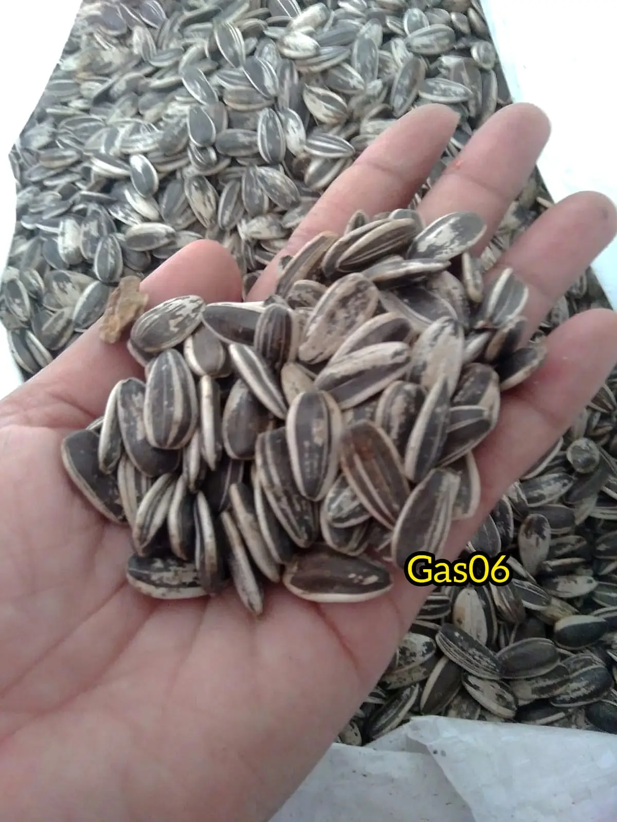 [800 GRAM] JUMBO KUACI/KWACI/BIJI BUNGA MATAHARI MENTAH