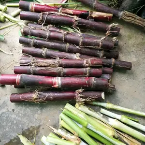 bibit stek tebu ireng tebu hitam asli manis