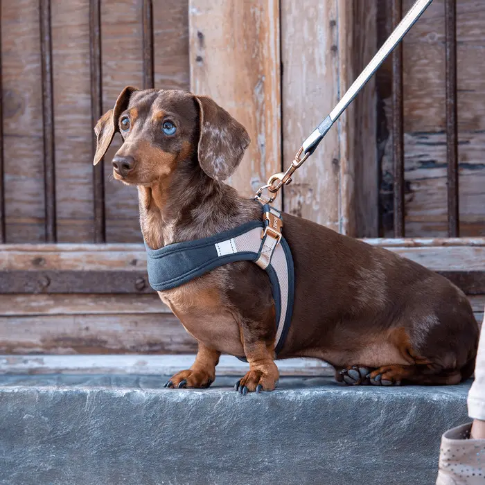 ROGZ SJQ273 - Urban Adjust Fast-Fit Harness (S) / Dog Harness 2