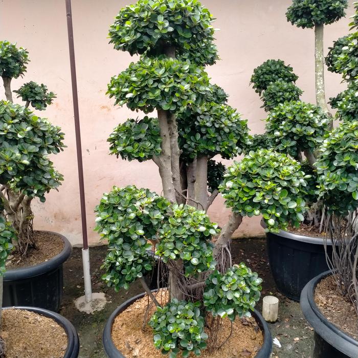 Tanaman Hias Bonsai Beringin Korea Beringin Mikroberingin Dolar