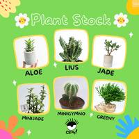 Gambar Pot & Kaktus Mini Cloky Cactus - LoveLove dari Cloky Art Studio Kota Magelang 4 Tokopedia