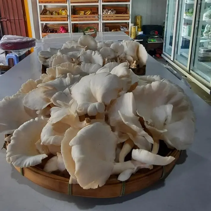 jamur tiram putih
