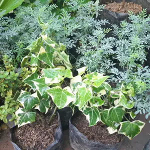 bibit tanaman hias merambat cantik eve plant...tanaman menjuntai