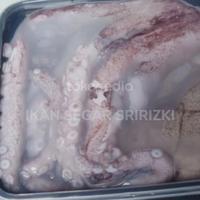 Gambar Gurita Segar Berkualitas 1 kilogram - Kecil dari IKAN SEGAR SRIRIZKI Kota Administrasi Jakarta Selatan 1 Tokopedia