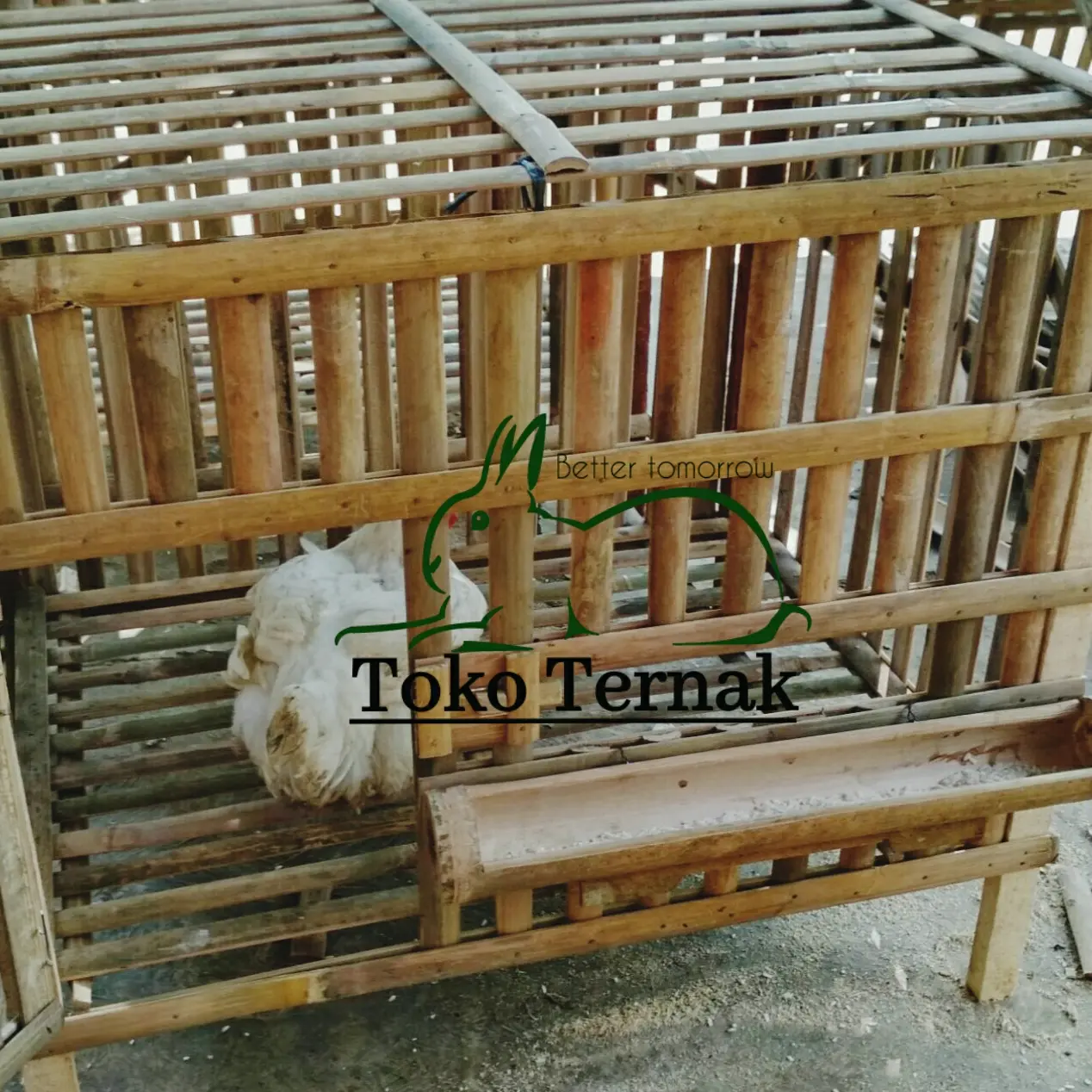 kandang ayam bambu anak ayam