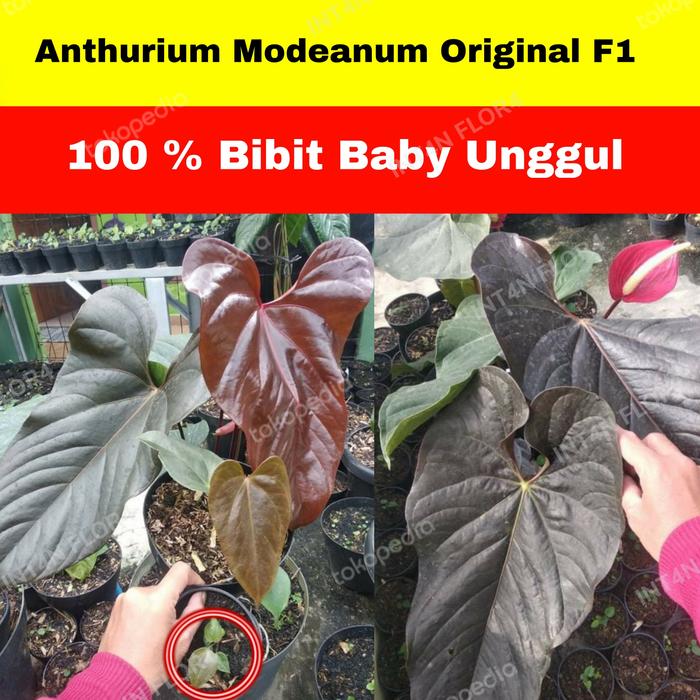 Jual Anthurium Modeanum baby original - Kab. Bogor - Intan Flora | Tokopedia