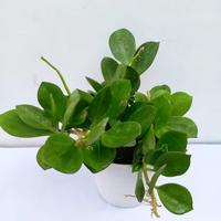 Gambar hoya pachyclada hias dari Belibungayuk Kab. Mandailing Natal 2 Tokopedia