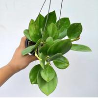 Gambar hoya pachyclada hias dari Belibungayuk Kab. Mandailing Natal 3 Tokopedia
