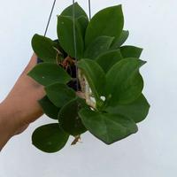 Gambar hoya pachyclada hias dari Belibungayuk Kab. Mandailing Natal 1 Tokopedia