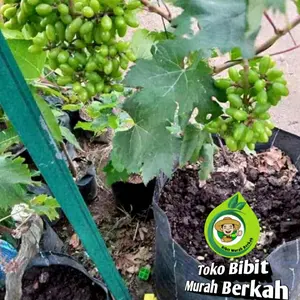 ( 1 paket isi 2 )bibit anggur import hijau super genjah