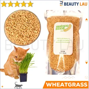 BENIH WHEATGRASS 1KG BIBIT RUMPUT GANDUM UNTUK KUCING BIJI WHEAT GRASS