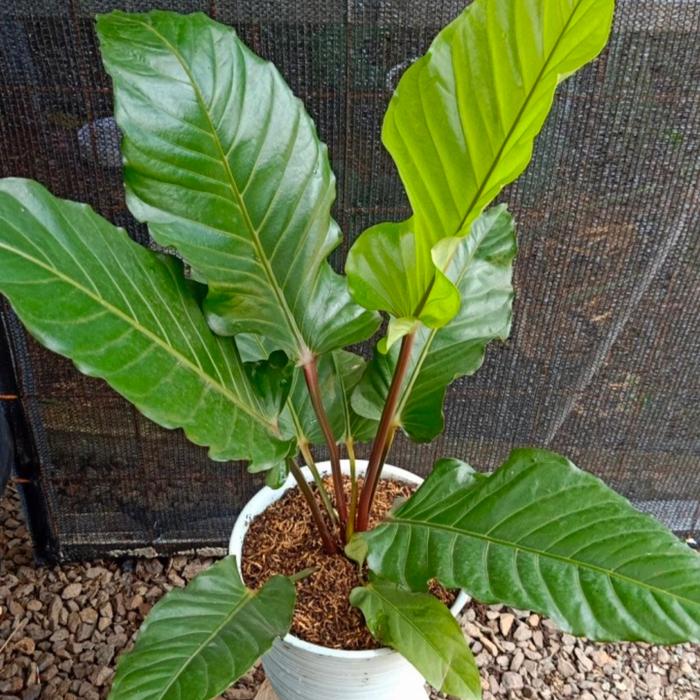 Jual tanaman hias anthurium black beauty promo murah - Kota Depok -  Tanamanhiashardy | Tokopedia